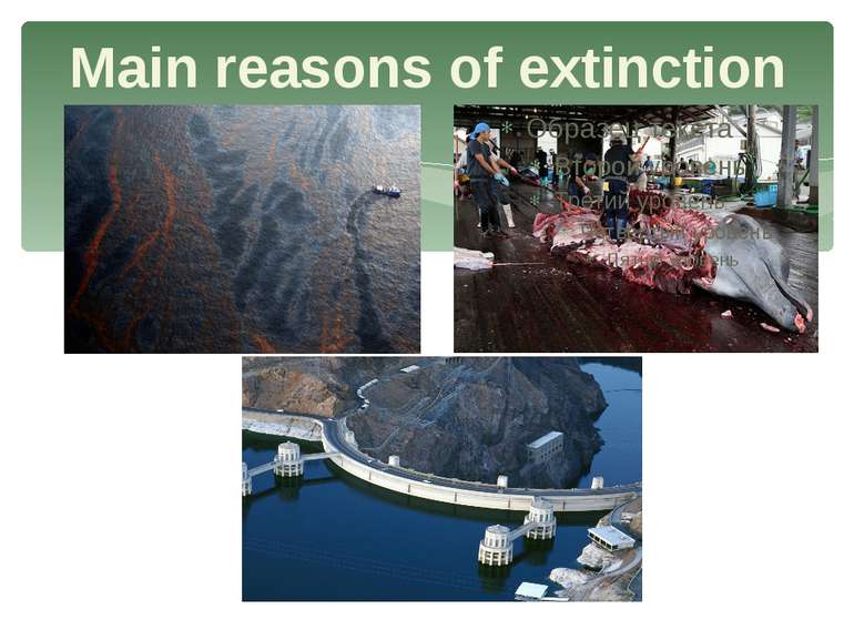 Main reasons of extinction