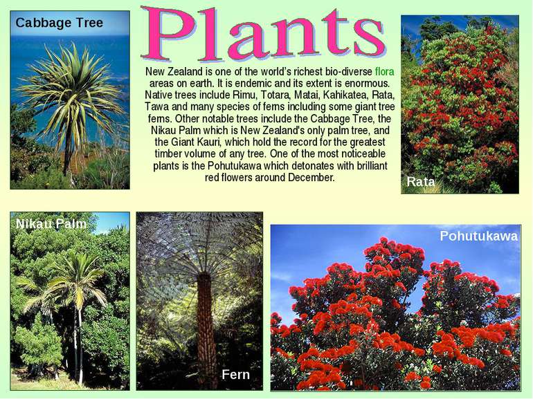 New Zealand is one of the world’s richest bio-diverse flora areas on earth. I...
