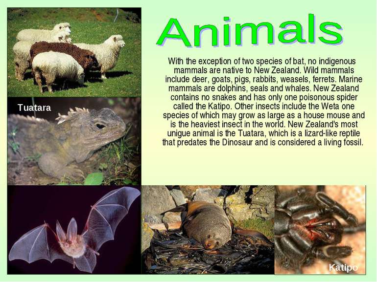 With the exception of two species of bat, no indigenous mammals are native to...