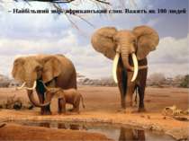– Найбільший звір- африканський слон. Важить як 100 людей