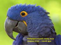 Найрідкісніший серед всіх тварин птах – синій ара