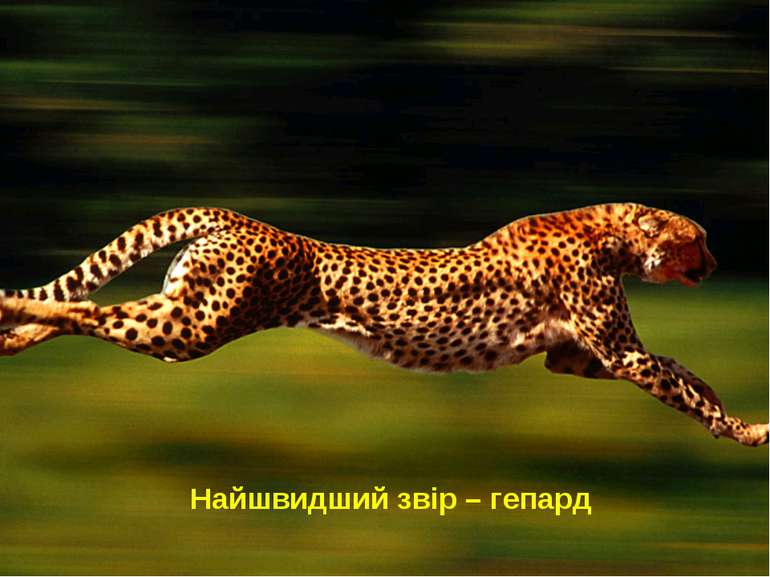 Найшвидший звір – гепард