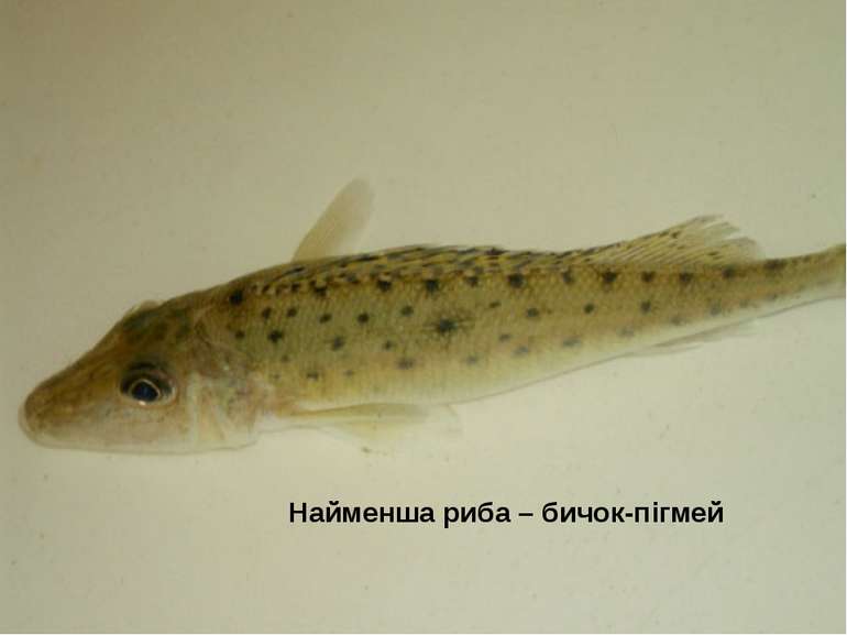 Найменша риба – бичок-пігмей