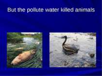 But the pollute water killed animals