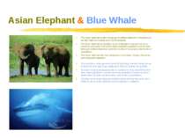 Asian Elephant & Blue Whale The Asian elephant is also known as the Indian el...