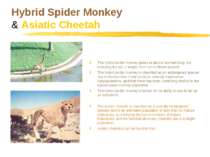 Hybrid Spider Monkey & Asiatic Cheetah The hybrid spider monkey grows to almo...