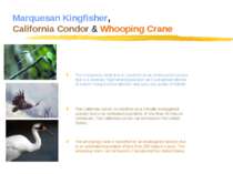 Marquesan Kingfisher, California Condor & Whooping Crane The marquesan kingfi...