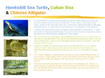 Hawksbill Sea Turtle, Cuban Boa & Chinese Alligator It is very difficult to c...