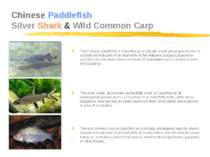 Chinese Paddlefish Silver Shark & Wild Common Carp The Chinese paddlefish is ...