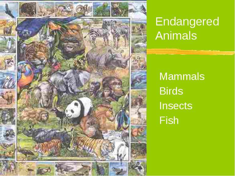 Mammals Birds Insects Fish Endangered Animals