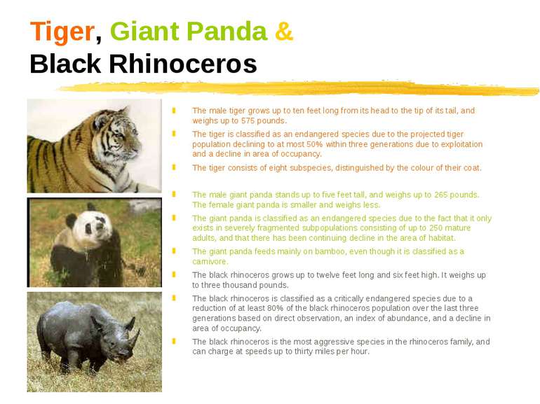 Tiger, Giant Panda & Black Rhinoceros The male tiger grows up to ten feet lon...