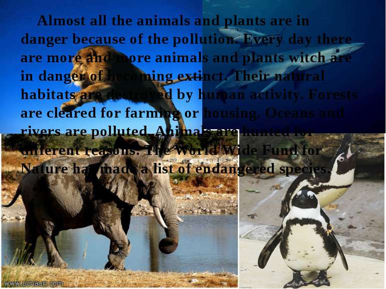 Almost all the animals and plants are in danger because of the pollution. Eve...