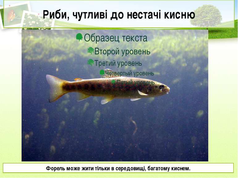 Риби, чутливі до нестачі кисню Форель може жити тільки в середовищі, багатому...