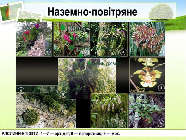 Наземно-повітряне РЛСЛИНИ-ЕПІФІТИ: 1—7 — орхідеї; 8 — папоротник; 9 — мох.