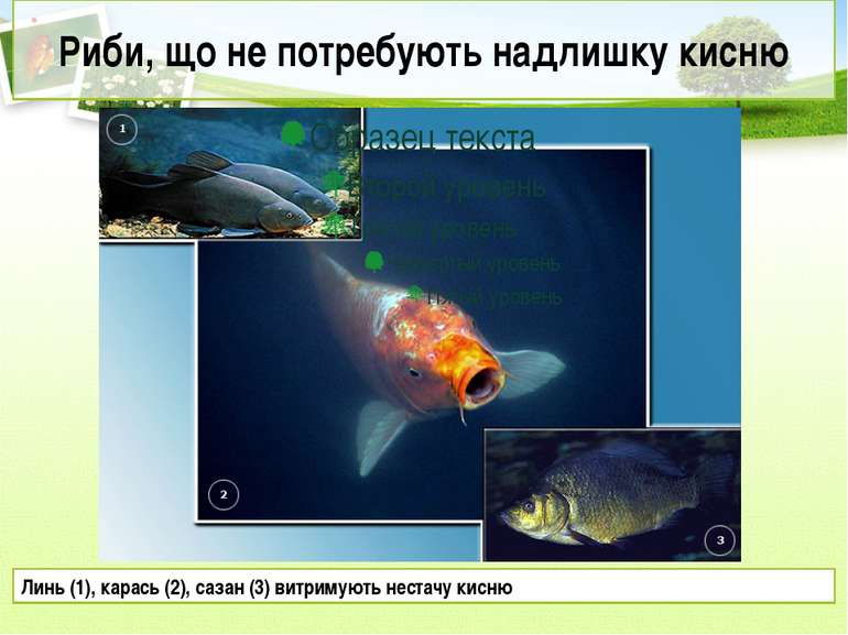 Риби, що не потребують надлишку кисню Линь (1), карась (2), сазан (3) витриму...