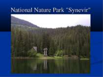 National Nature Park "Synevir"