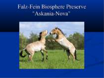 Falz-Fein Biosphere Preserve "Askania-Nova"