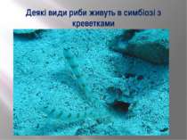 Деякі види риби живуть в симбіозі з креветками