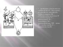 / — продуценти: вищі рослини (а) і водорості (б); II — консументи: рослиноїдн...