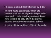 It can eat about 3000 shrimps by 1 day In contrast to seahorses, which are ho...