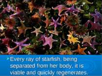 Every ray of starfish, being separated from her body, it is viable and quickl...