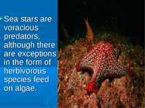 Sea stars are voracious predators, although there are exceptions in the form ...