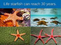 Life starfish can reach 30 years.