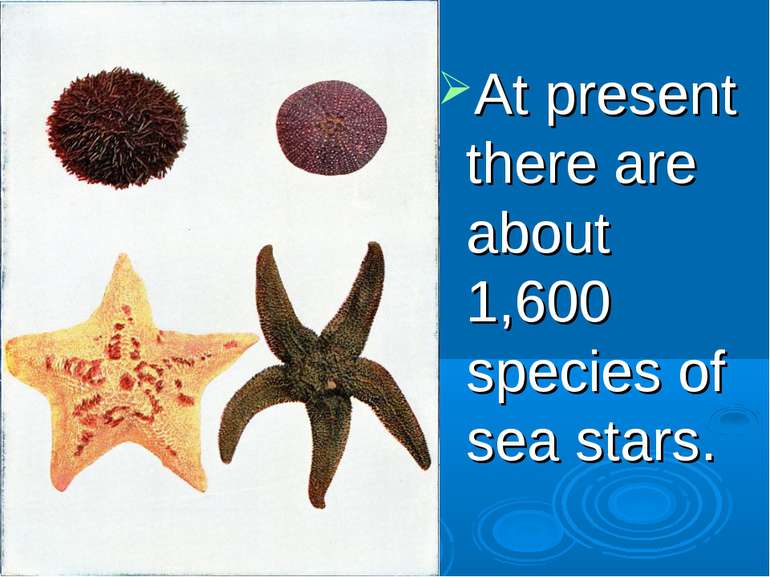 At present there are about 1,600 species of sea stars.