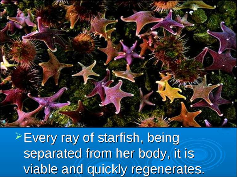 Every ray of starfish, being separated from her body, it is viable and quickl...