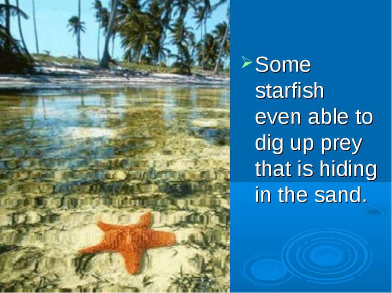 Some starfish even able to dig up prey that is hiding in the sand.