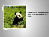 Panda - one of the rare animals listed in the International Red Book.