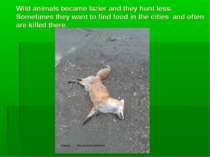 Wild animals became lazier and they hunt less. Sometimes they want to find fo...