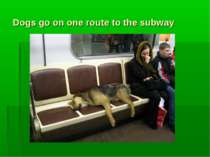 Dogs go on one route to the subway