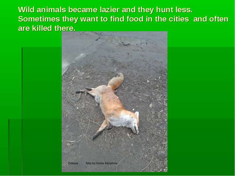 Wild animals became lazier and they hunt less. Sometimes they want to find fo...