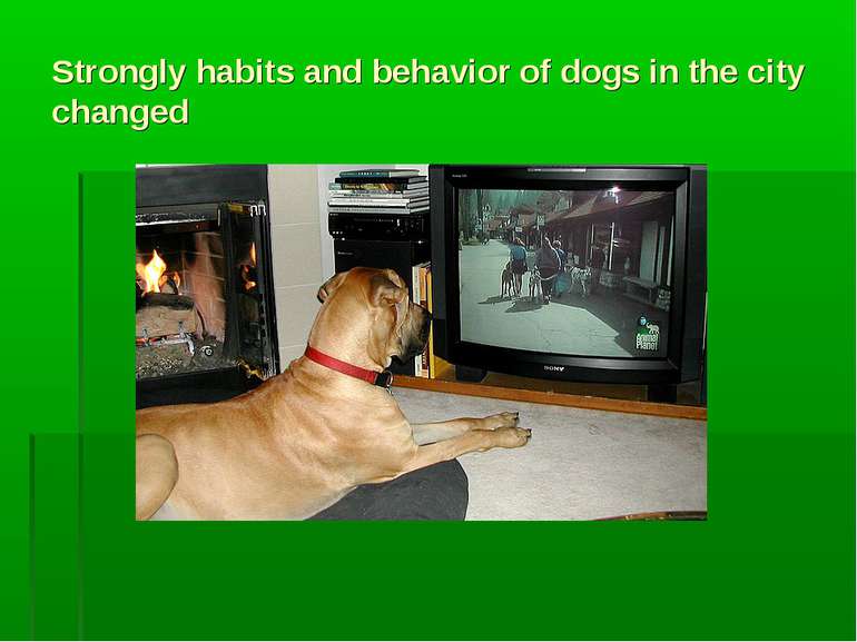 Strongly habits and behavior of dogs in the city changed