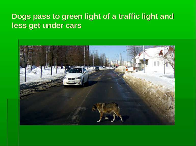 Dogs pass to green light of a traffic light and less get under cars