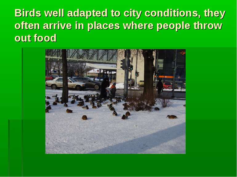 Birds well adapted to city conditions, they often arrive in places where peop...