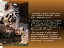 The White Tiger is a subspecies of  Tiger. It lives in North and Central Indi...