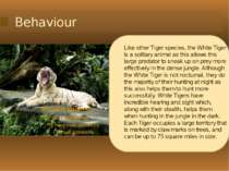 Behaviour Like other Tiger species, the White Tiger is a solitary animal as t...