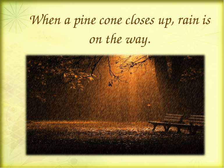 When a pine cone closes up, rain is on the way.