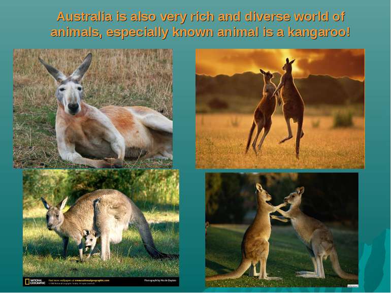 Australia is also very rich and diverse world of animals, especially known an...