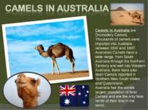 Camels in Australia are Dromedary Camels.  Thousands of camels were imported ...