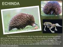 The Short-beaked Echidna is one of the most wide spread Australian animals an...