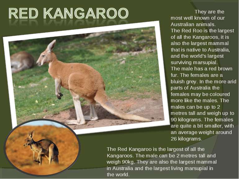 The Red Kangaroo is the largest of all the Kangaroos. The male can be 2 metre...