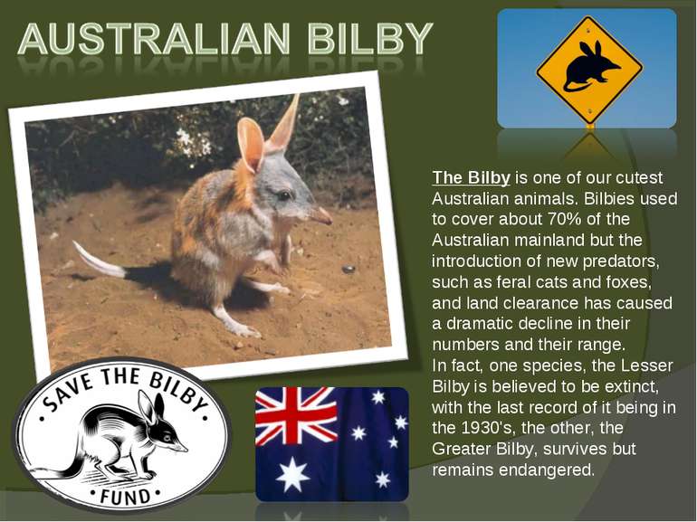 The Bilby is one of our cutest Australian animals. Bilbies used to cover abou...