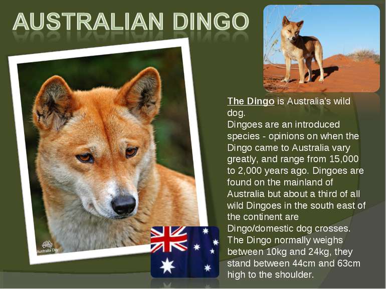 The Dingo is Australia's wild dog.  Dingoes are an introduced species - opini...