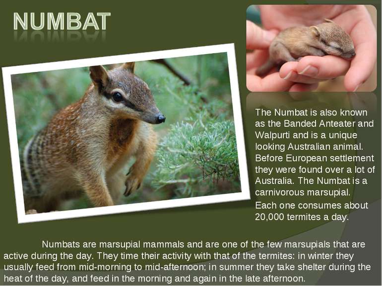 The Numbat is also known as the Banded Anteater and Walpurti and is a unique ...
