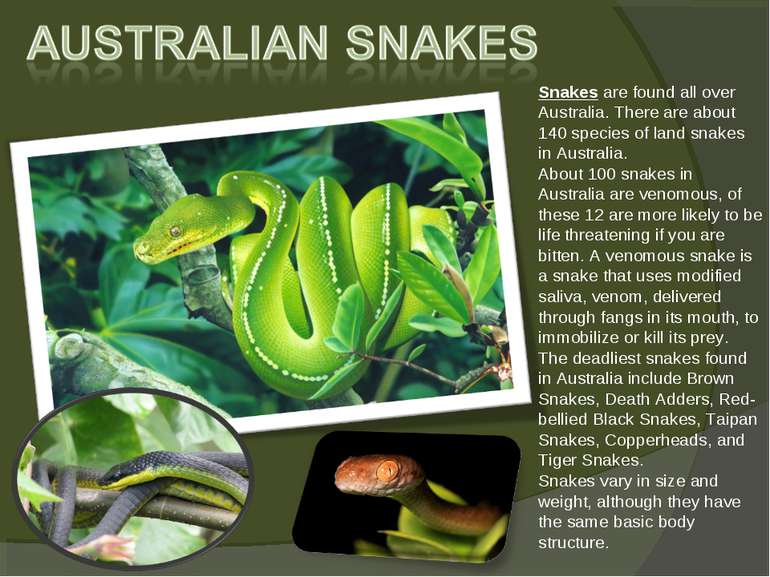 Snakes are found all over Australia. There are about 140 species of land snak...