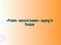 «Potato -second bread»- saying in Russia