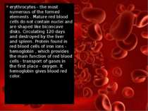 erythrocytes - the most numerous of the formed elements . Mature red blood ce...